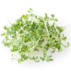 BIO Ostatní listová zelenina