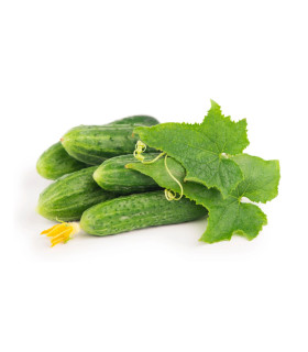 BIO Okurka