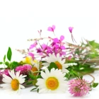 Semena okrasných rostlin