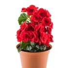 Begonie - letničky