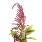 Laskavec - letničky