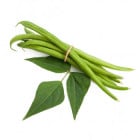 Fazole keříčková