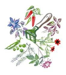 Begonie třepenitá růžová - Begonia fimbriata - prodej cibulovin - 2 ks