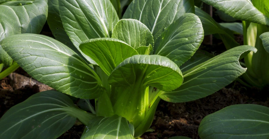 Vyzkoušejte asijské saláty