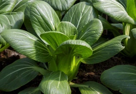 Vyzkoušejte asijské saláty