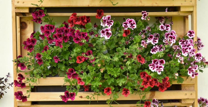 Semínka muškátů a petúnií se sejí již v lednu!