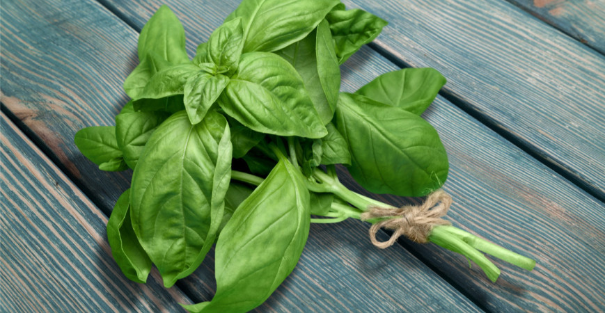 Bazalka, královské koření pro gurmány