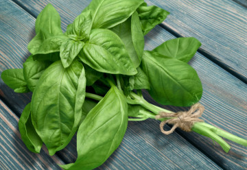 Bazalka, královské koření pro gurmány