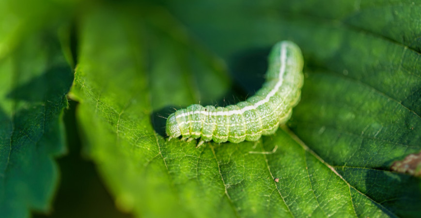 Jak na choroby a škůdce přírodní cestou 