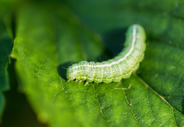 Jak na choroby a škůdce přírodní cestou 