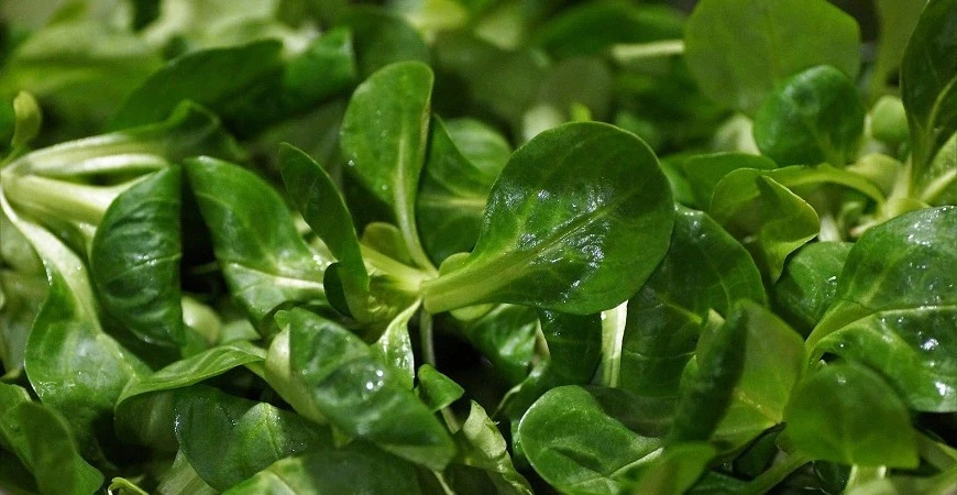 Polníček mráz nezničí