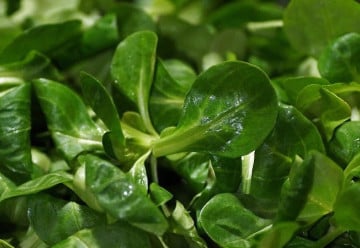 Polníček mráz nezničí