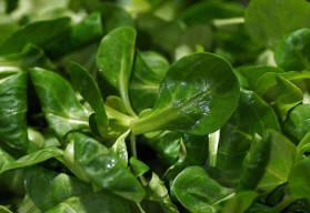 Polníček mráz nezničí