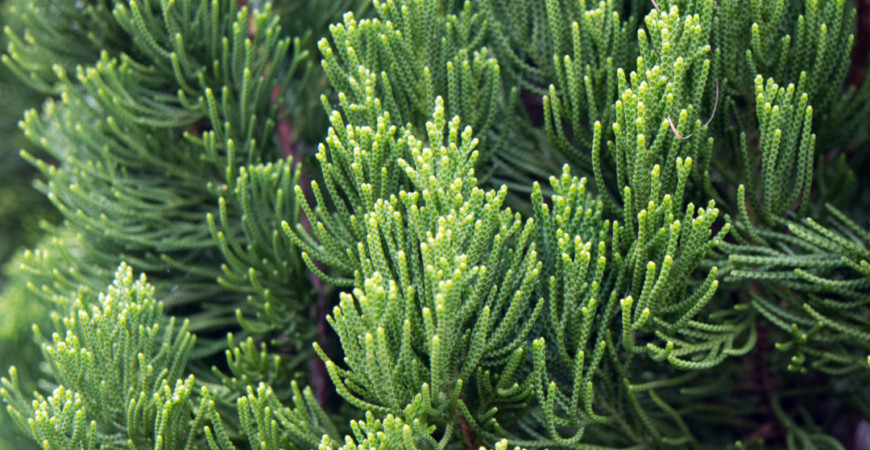 Infekce horních cest dýchacích, dezinfekce ran, žaludeční problémy…