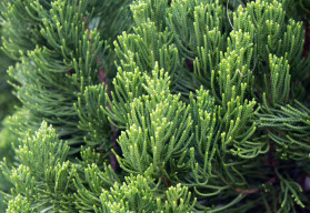 Infekce horních cest dýchacích, dezinfekce ran, žaludeční problémy…