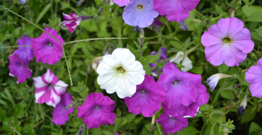 Oblíbené letničky ze semínka