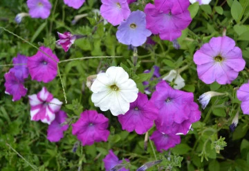 Oblíbené letničky ze semínka