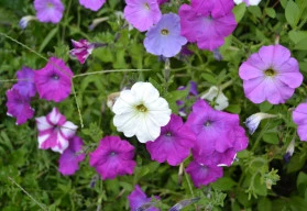 Oblíbené letničky ze semínka