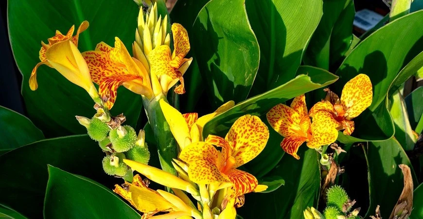 Dosny neboli kany, při správné péči jsou v podstatě „nezničitelné“