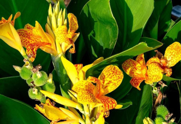 Dosny neboli kany, při správné péči jsou v podstatě „nezničitelné“