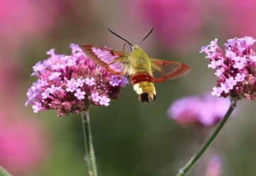 Verbena, vděčná květina, která bude ozdobou terasy i zahrady
