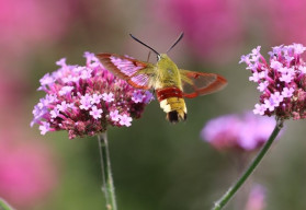 Verbena, vděčná květina, která bude ozdobou terasy i zahrady