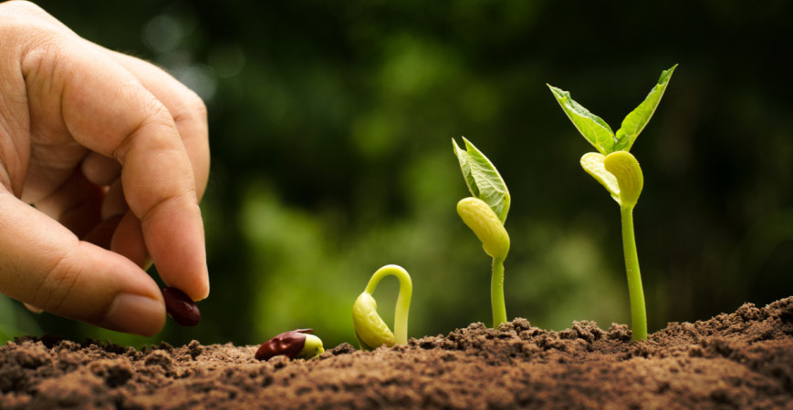 Microgreens mají netradiční chuť, jsou bohaté na vitamíny a působí i dekorativně