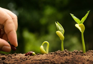 Microgreens mají netradiční chuť, jsou bohaté na vitamíny a působí i dekorativně