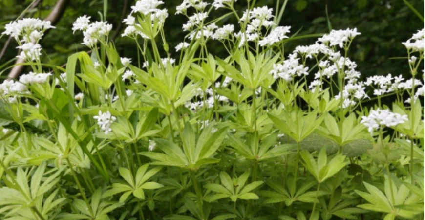 V lidové medicíně byl využíván už po staletí, umí totiž pomoci i při těžkých onemocněních – svízel syřišťový