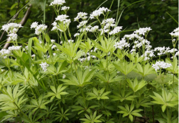 V lidové medicíně byl využíván už po staletí, umí totiž pomoci i při těžkých onemocněních – svízel syřišťový