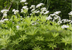 V lidové medicíně byl využíván už po staletí, umí totiž pomoci i při těžkých onemocněních – svízel syřišťový