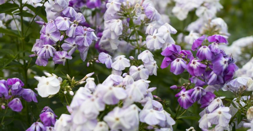 Pestré kombinace letniček v truhlících