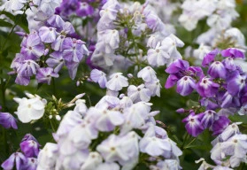 Pestré kombinace letniček v truhlících