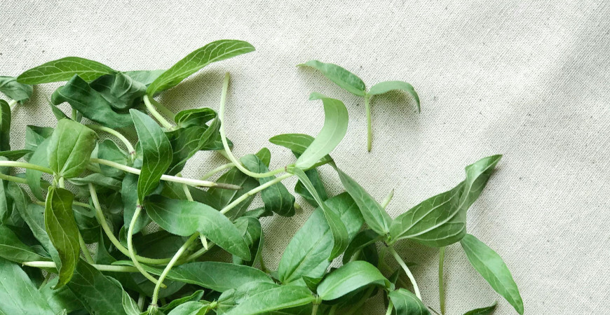 Jak na pěstování microgreens? Jednodušší to být nemůže.