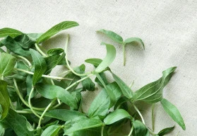 Jak na pěstování microgreens? Jednodušší to být nemůže.