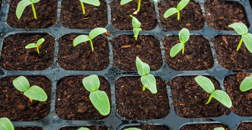 Jaro patří detoxikaci organismu, zkuste nálož vitamínů a minerálů v podobě klíčků