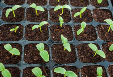 Jaro patří detoxikaci organismu, zkuste nálož vitamínů a minerálů v podobě klíčků