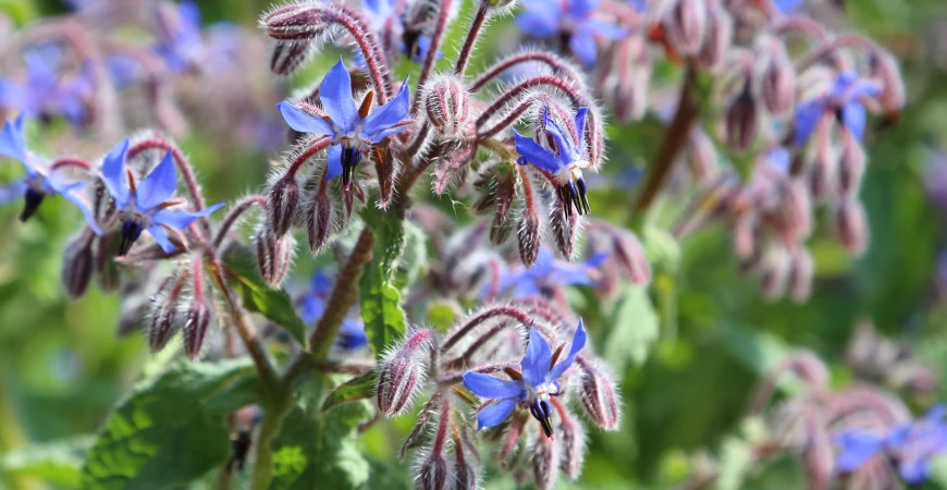 Brutnák je neprávem opomíjenou léčivou bylinkou