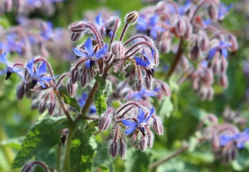 Brutnák je neprávem opomíjenou léčivou bylinkou