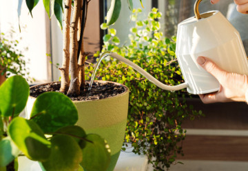 Dáváte svým rostlinám takovou péči, jakou potřebují?