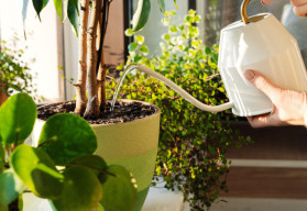 Dáváte svým rostlinám takovou péči, jakou potřebují?