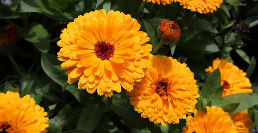 Měsíček lékařský, nenáročná letnička s jedlými i léčivými květy 