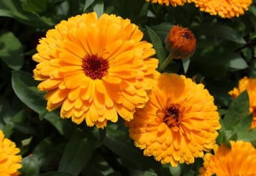 Měsíček lékařský, nenáročná letnička s jedlými i léčivými květy 