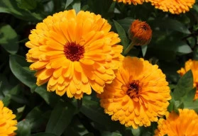 Měsíček lékařský, nenáročná letnička s jedlými i léčivými květy 