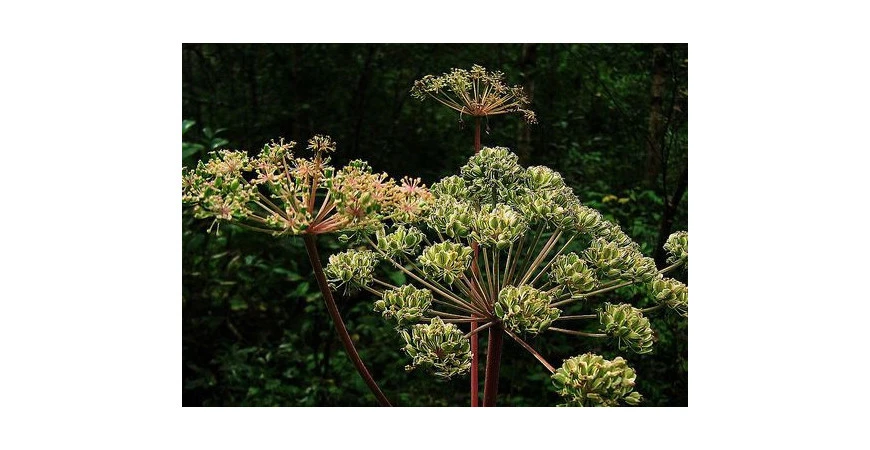 Andělika lékařská, rostlina s neobyčejnými účinky působícími na lidské tělo