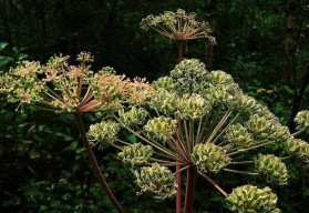 Andělika lékařská, rostlina s neobyčejnými účinky působícími na lidské tělo