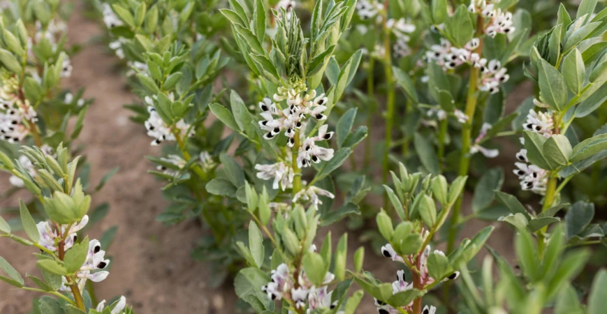 Zapomenutá zelenina s velkým výnosem a rozmanitým  použitím - bob obecný