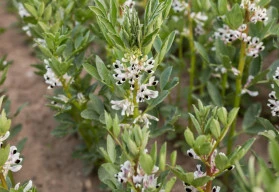 Zapomenutá zelenina s velkým výnosem a rozmanitým  použitím - bob obecný