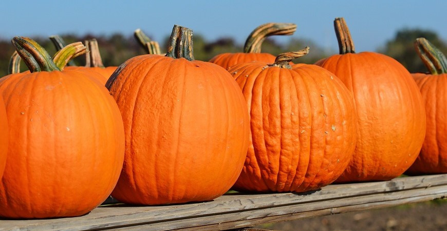 Tipy a triky pro bohatou úrodu dýní