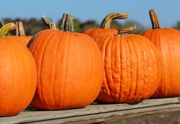 Tipy a triky pro bohatou úrodu dýní